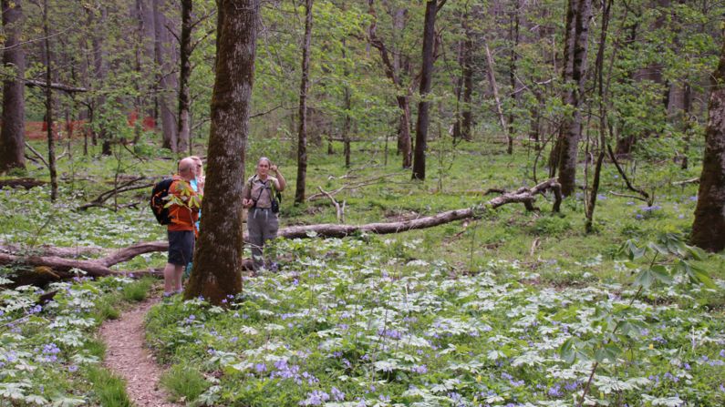 <strong>April flowers:</strong> Spring brings lovely, delicate blooms to the park. You can see blue phlox, mayapple and yellow trilliums, among others.