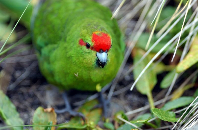 This Bird Was Nearly Extinct. Now, Its Population Could Be Doubled ...