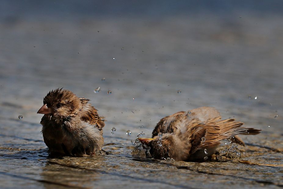 Birds splash in a fountain on the Rose Kennedy Greenway in Boston, Massachusetts, on July 19.