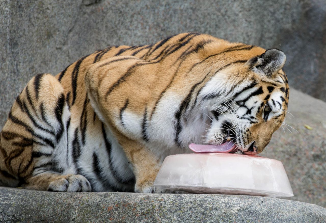 Whirl, an Amur tiger at the Brookfield Zoo, received an ice treat filled with chuck meat and bones, as zoo officials work to keep the animals cool, hydrated and fed on July 19 in Brookfield, Illinois. 
