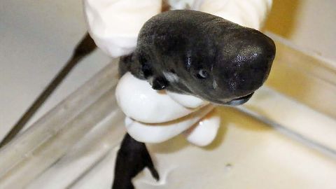 It's not glowing here, but the recently discovered American Pocket Shark secretes a bioluminescent fluid it uses to attract unassuming prey, according to a June study. 