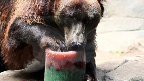 A bear at the John Ball Zoo in Grand Rapids, Michigan, licks an icy treat.