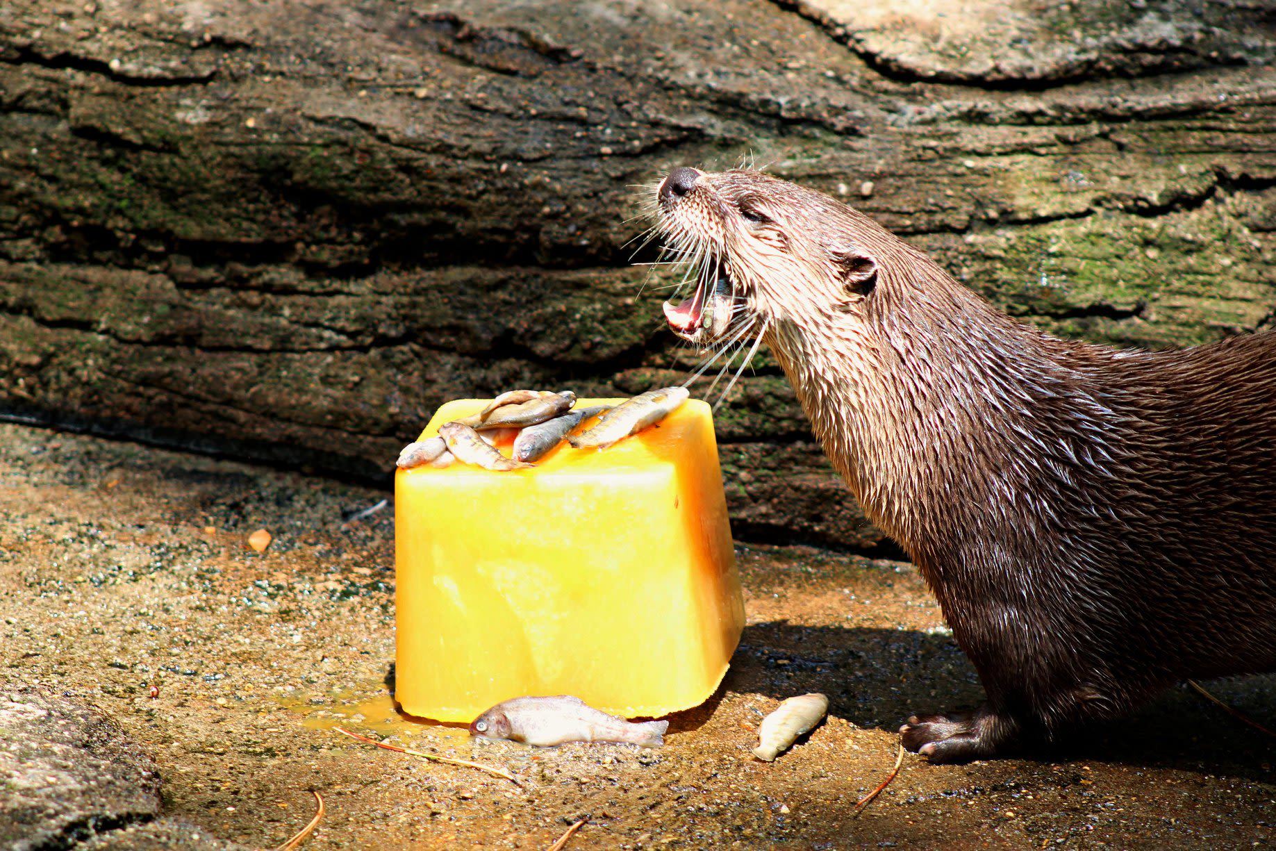 This is how zoo animals across the country are keeping cool during the heat  wave | CNN