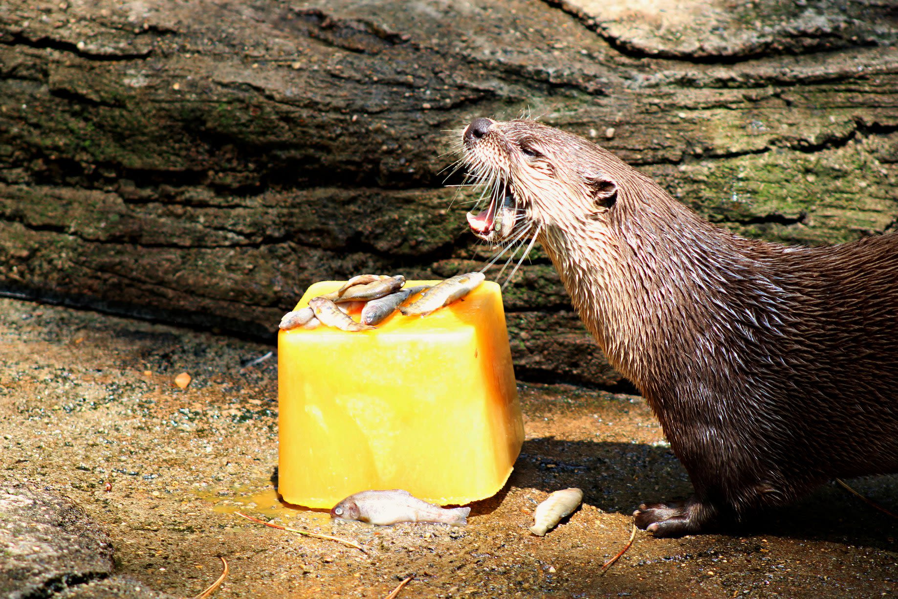 This is how zoo animals across the country are keeping cool during the heat wave | CNN This is how zoo animals across the country are keeping cool during the heat wave | CNN