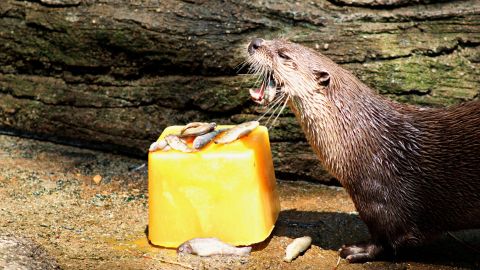 An otter at the John Ball Zoo in Michigan is treated to cold fish on a hot day.