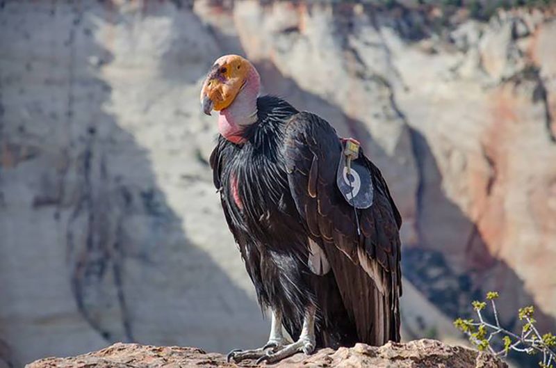 190722151120-condor-zion-