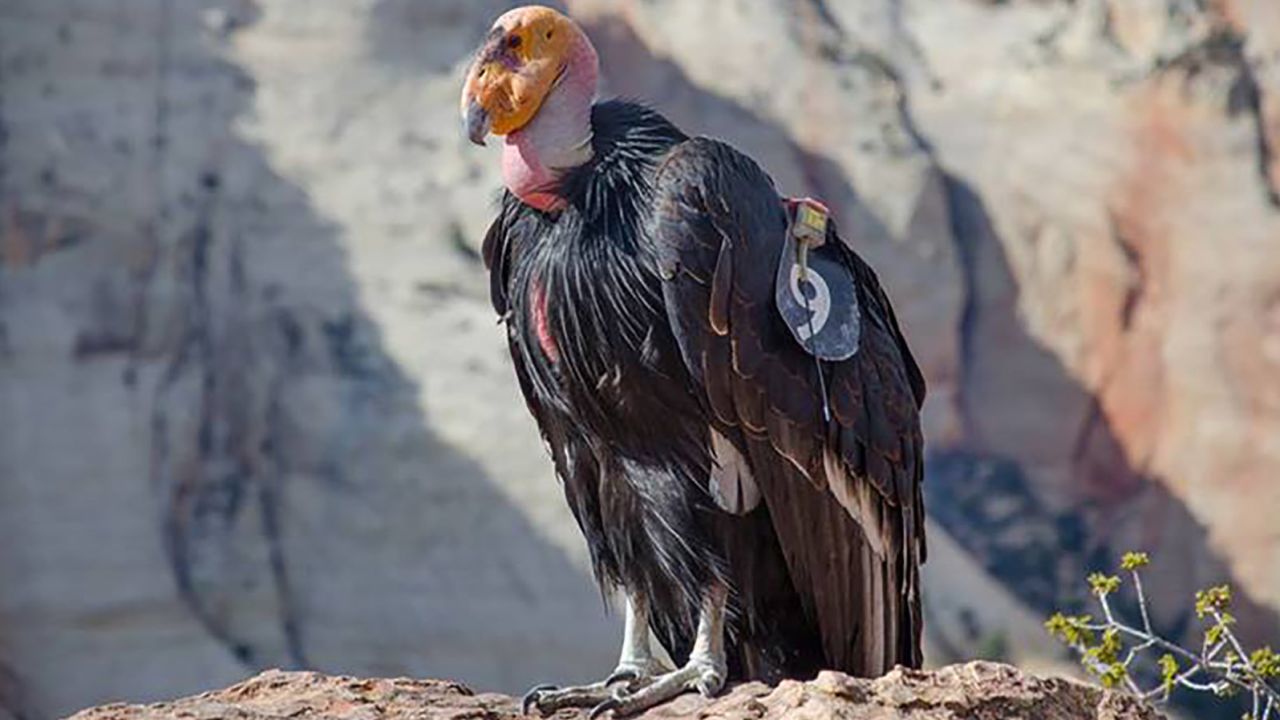 In May, California condor 409 (pictured) hatched the 1,000th condor chick since efforts to recover the critically endangered species began in the 1980s. 