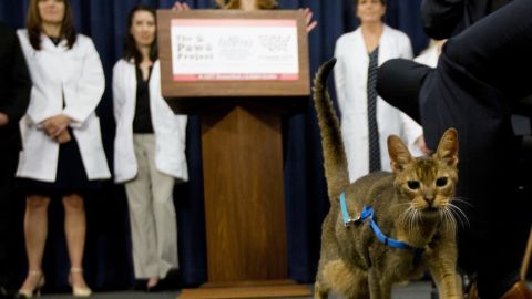 A cat named Rubio walks in front of the podium during a news conference in New York in 2016. The state became the first to ban cat declawing Monday. 