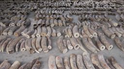 This Monday, July 22, 2019, photo released by National Parks Board shows ivory tusks in Singapore. Singapore has seized nearly 10 tons of elephant ivory and about 12 tons of pangolin scales belonging to around 2,000 of the endangered mammals. (National Parks Board via AP)