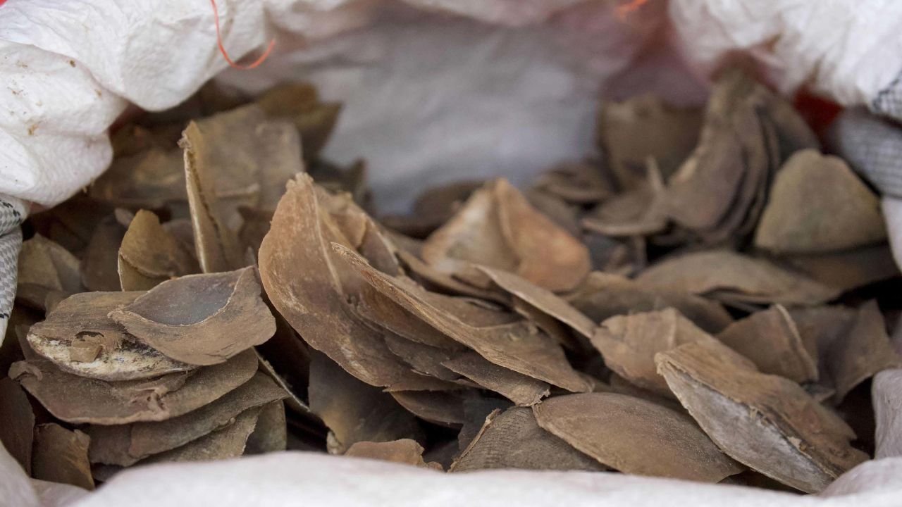 Seized pangolin scales are seen in a sack at a holding area in Singapore in July 2019.
