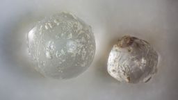 Researchers found 83 tiny glassy spheres inside fossil clams from a Florida quarry. Testing suggests they are evidence of one or more undocumented meteorite impacts in Florida's distant past. CREDIT Kristen Grace, Florida Museum