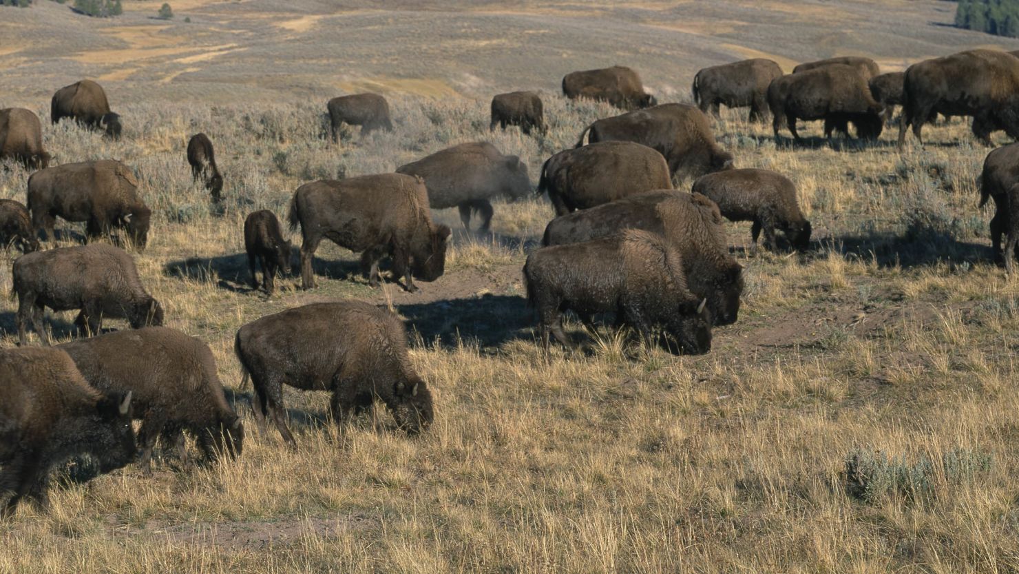 Herd of Bison (Bison bison) Hayden Valley Yellowstone National Park Wyoming USA. (Photo by: Avalon/Universal Images Group via Getty Images)