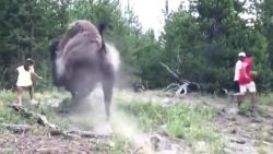 yellowstone national park bison injures girl