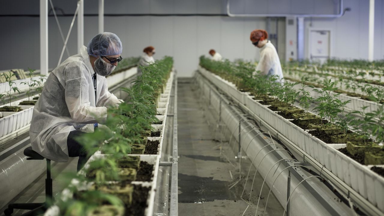 Employees tend to marijuana plants at the Aurora Cannabis Inc. facility in Edmonton, Alberta, Canada, on Tuesday, March 6, 2018. Aurora CEO Terry Booth and his business partner Steve Dobler are the largest individual holders of Canada's second-largest marijuana firm, with a combined stake approaching C$200 million. Photographer: Jason Franson/Bloomberg via Getty Images