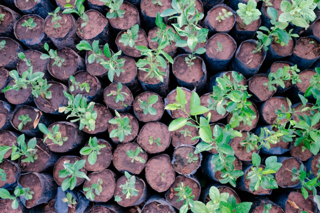 Saplings waiting to be planted by an Ecosia-financed project in Senegal.