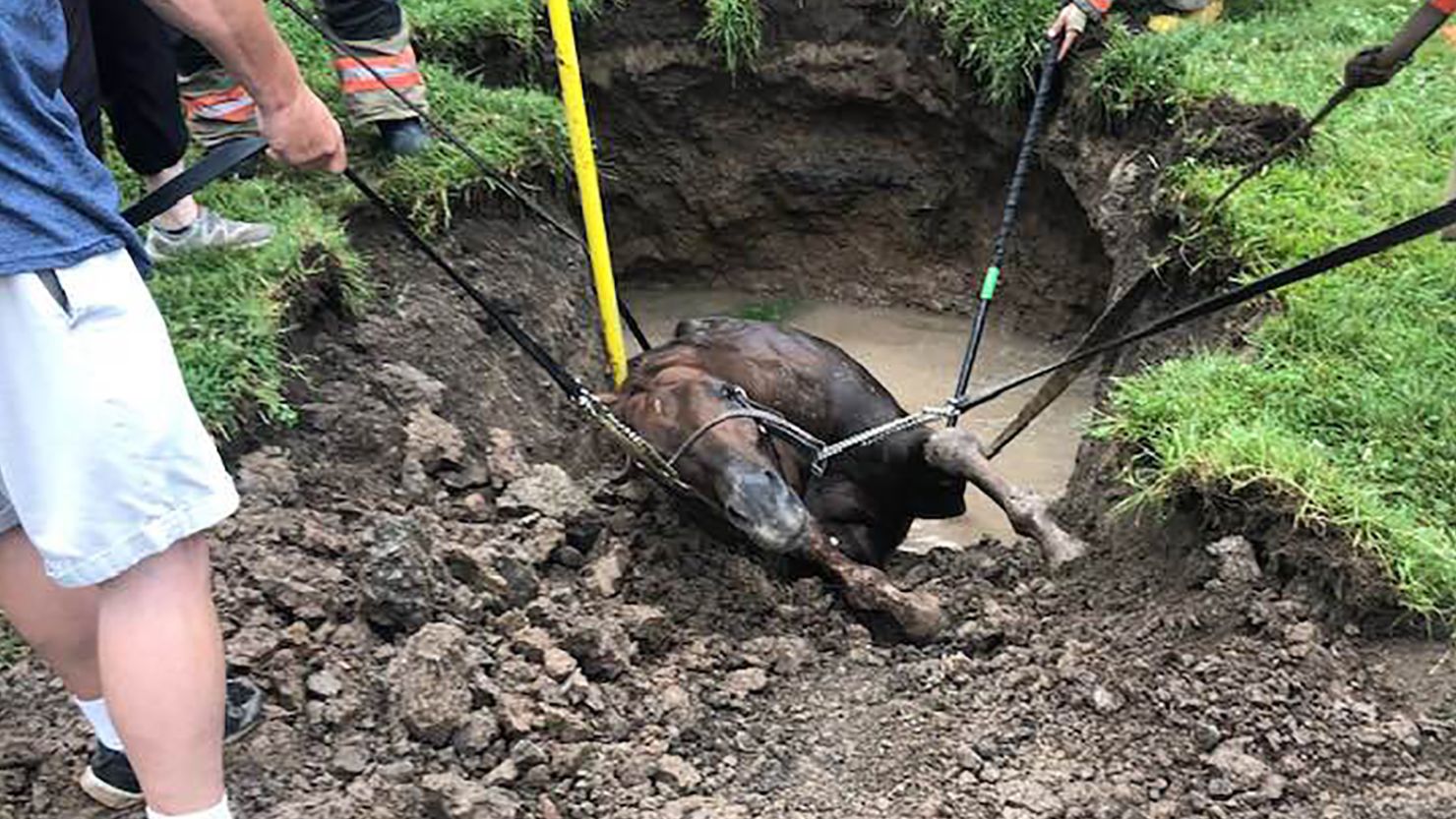 The racehorse being rescued on July 11.