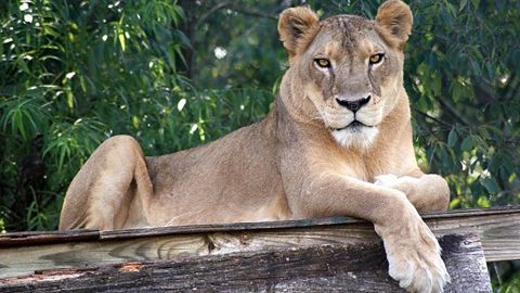 Heat proves deadly for a 17-year-old lion at a North Carolina animal park |  CNN