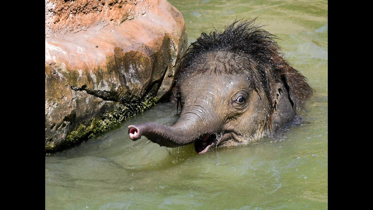 Baby elephant Ben Long cools off at a zoo in Leipzig, Germany, on Wednesday, July 24. Belgium, Germany, the Netherlands and the United Kingdom all reached record-breaking temperatures this week as Europe suffers through <a href="https://www.cnn.com/2019/07/25/europe/gallery/europe-heat-wave/index.html" target="_blank">its latest heat wave.</a>
