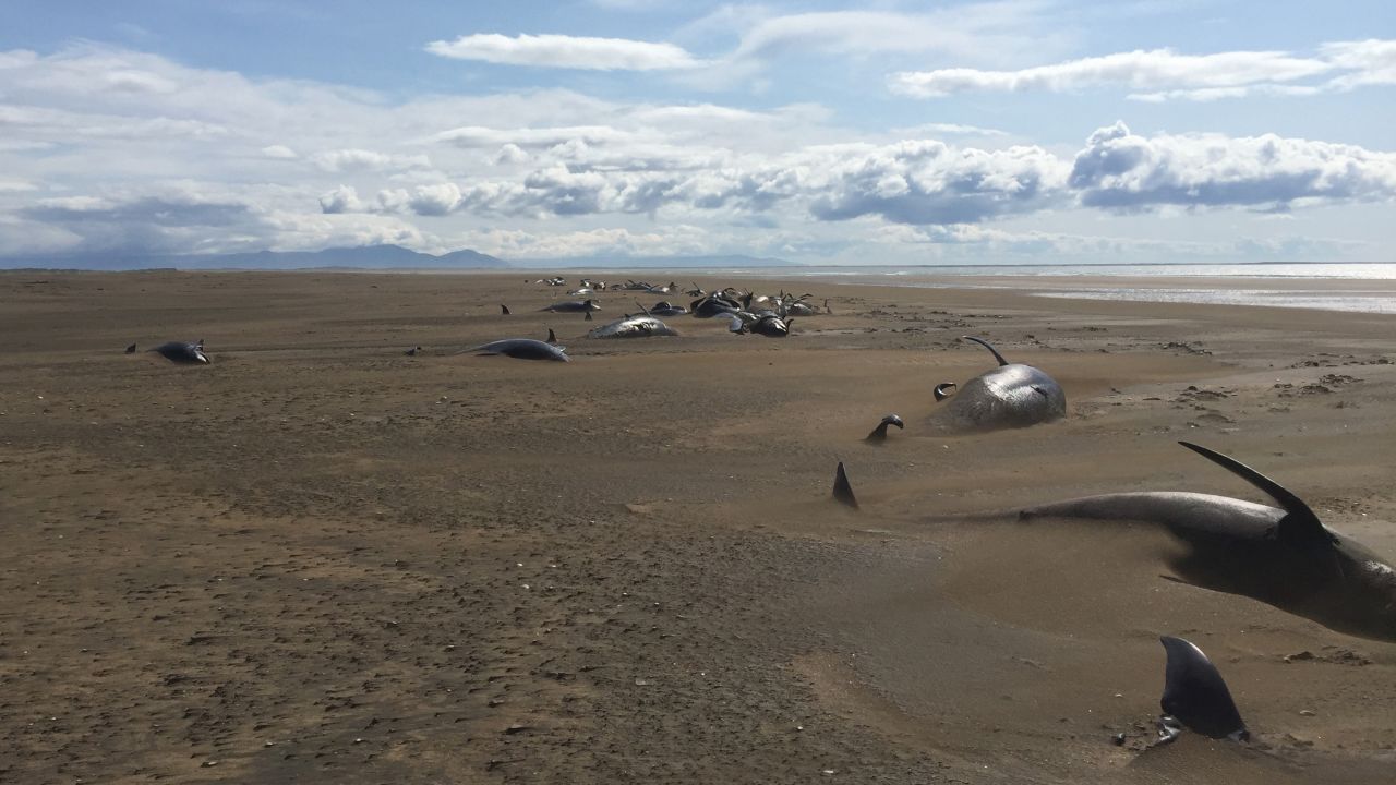 Dozens of long-finned pilot whales lie dead on a remote beach in Iceland on Thursday, July 18. <a href="https://www.news.com.au/technology/science/animals/dozens-of-dead-pilot-whales-found-beached-in-iceland/news-story/a1331350acd10af60dc141a82fe6b773" target="_blank" target="_blank">They were discovered by tourists</a> who were flying in a helicopter above the Snaefellsnes Peninsula.