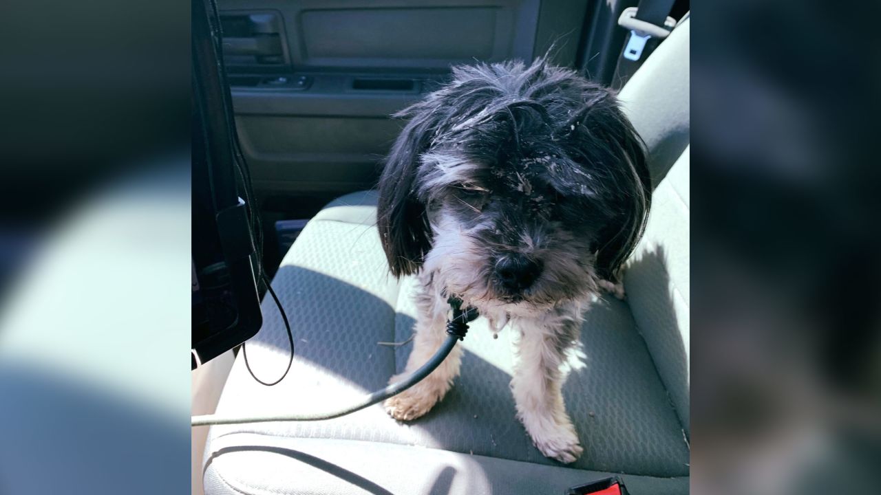 Greg Randolph's dog Buddy survived several days on his own in Randolph's stranded Jeep.