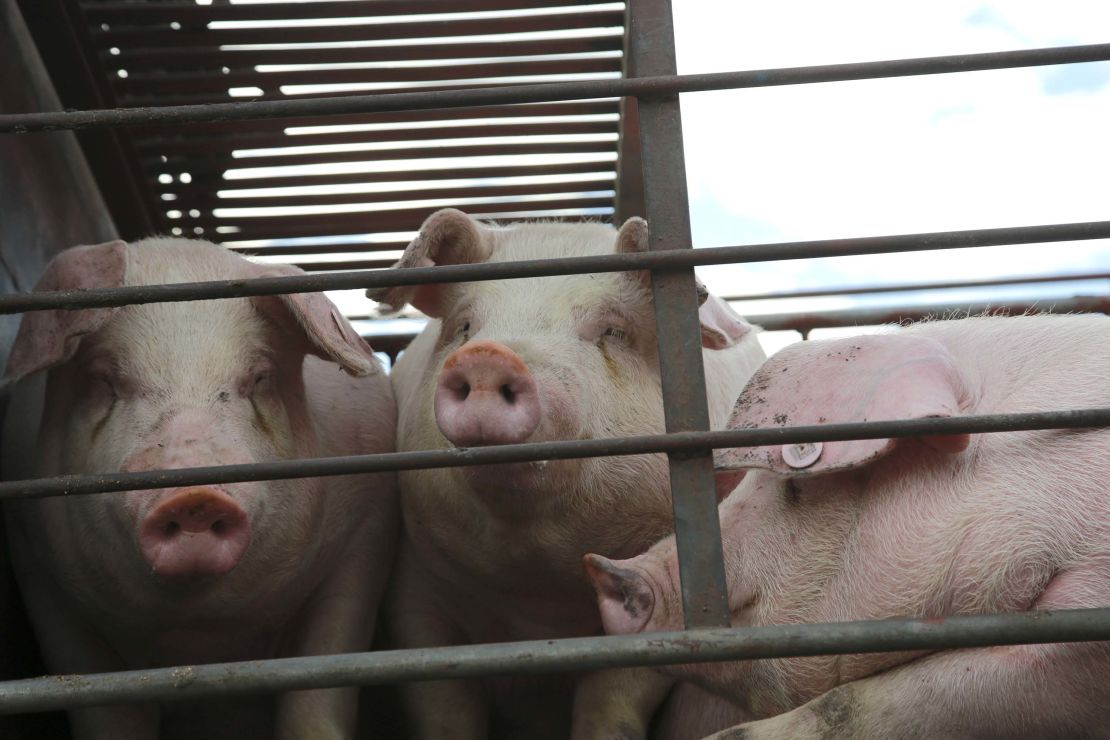Pigs in a truck in Dongguan, Guangdong, China. 