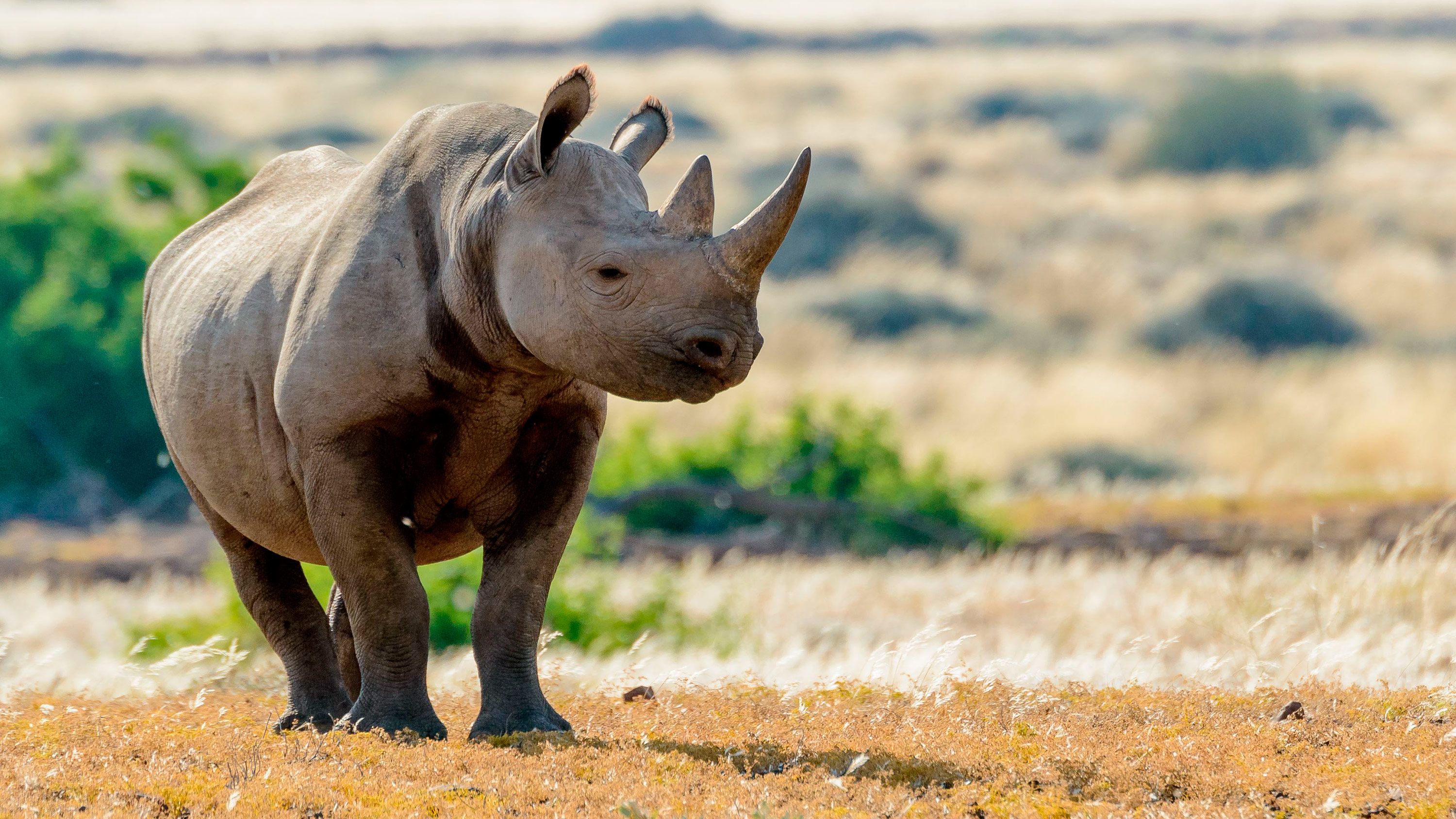 The urgent effort to save black rhinos from extinction (Opinion) | CNN