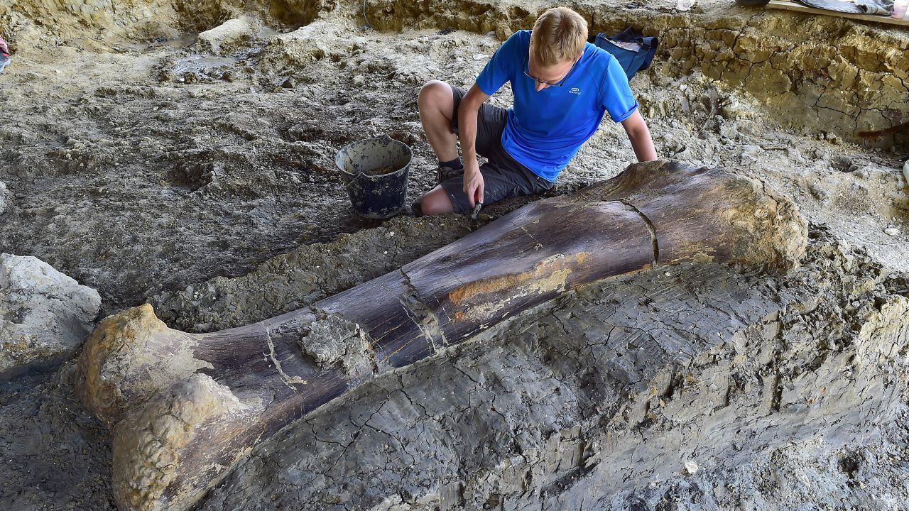 Maxime Lasseron, researching his doctorate at the National Museum of Natural History of Paris, inspects the femur of a Sauropod on July 24, 2019, after it was discovered earlier in the week during excavations at the palaeontological site of Angeac-Charente, near Chateauneuf-sur- Charente, south western France. - The 140 million-years-old, two meters long, 500 kilogramme femur of the Jurassic period Sauropod, the largest herbivorous dinosaur known to date, was discovered nestled in a thick layer of clay by a team of volunteer excavators from the National Museum of Natural History working at the palaeontological site. Other bones from the animal's pelvis were also unearthed. (Photo by GEORGES GOBET / AFP)        (Photo credit should read GEORGES GOBET/AFP/Getty Images)