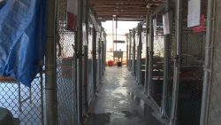 Inside the Dothan Animal Shelter where 29 cats were mauled to death after two pit bulls broke out of their cages.