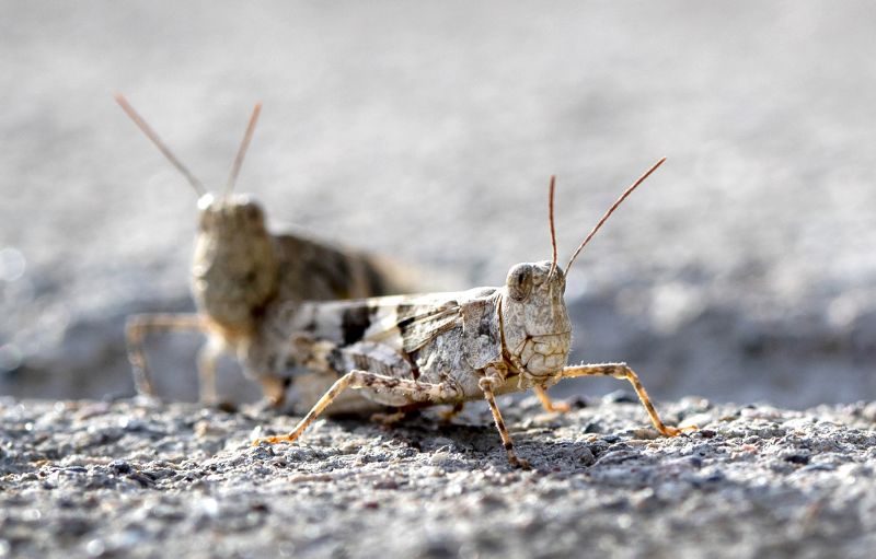 Millions of grasshoppers are invading Las Vegas