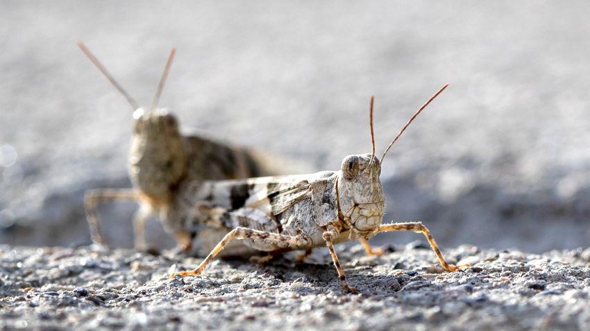 This Thursday, July 25, 2019, photo shows grasshoppers on a sidewalk outside the Las Vegas Sun offices in Henderson, Nev.  A migration of mild-mannered grasshoppers sweeping through the Las Vegas area is being attributed to wet weather several months ago. (Steve Marcus/Las Vegas Sun via AP)