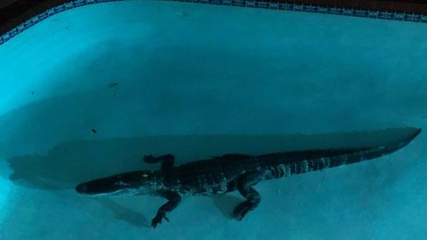 7-foot alligator discovered in Florida woman's swimming pool.
