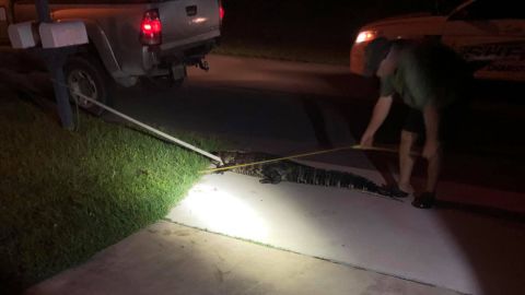Private trapper in Florida measuring 7-foot alligator found in woman's swimming pool.