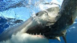 *** VIDEO AVAILABLE ***

JULY TO AUGUST 2015: Skyler has been studying great whites since 2004 shot between July and August, 2015.

A GREAT white shark demonstrates the power of its infamous jaws  but loses one of its razor sharp teeth in the process. This mesmerising video shows the mechanics of the predators unique mouth, and was filmed by shark educator, Skyler Thomas, from a shark proof cage submerged into the ocean. Most of the footage was shot in Guadalupe, Mexico, South Australia and South Africa, between July and August 2015, and shows the sharks tooth falling out from natural causes. White sharks have five rows of teeth in the bottom and the top of their mouth  with 48 ultra sharp fangs at the front. As the most prominent teeth fall out, the next row moves forward like a conveyor belt  footage of a white shark's tooth falling out naturally is extremely rare. San Francisco resident Skyler, 41, who started studying the species back in 2004, spoke about how the upper jaw becomes separate from the skull during an attack.

PHOTOGRAPH BY Skyler Thomas / Barcroft Media

UK Office, London.
T +44 845 370 2233
W www.barcroftmedia.com

USA Office, New York City.
T +1 212 796 2458
W www.barcroftusa.com

Indian Office, Delhi.
T +91 11 4053 2429
W www.barcroftindia.com (Photo credit should read Skyler Thomas / Barcroft Media / Barcroft Media via Getty Images)