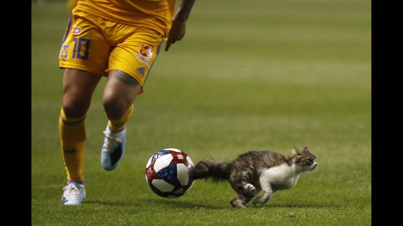 A cat disrupts play in the second half of a soccer game between Tigres UANL and the Real Salt Lake in Salt Lake City, Utah, on July 24.