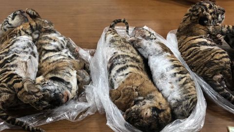 Vietnam state media reported that seven tiger carcasses were seized by police in Hanoi