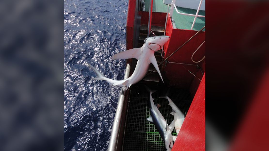 A blue shark caught by a longline in the Atlantic Ocean.