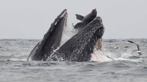 Photographer Chase Dekker has been watching whales his whole life but does not expect to see this ever again. 