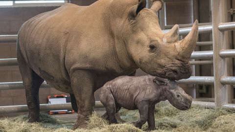 Victoria the southern white rhino and her calf. 