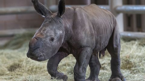 A day-old southern white rhino calf stands on wobbly legs at the Nikita Kahn Rhino Rescue Center at the San Diego Zoo Safari Park.