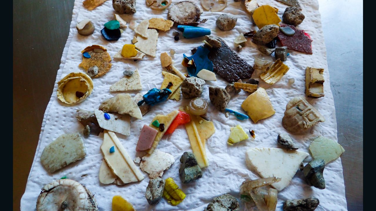 A collection of plastic shards found inside the seabirds studied.