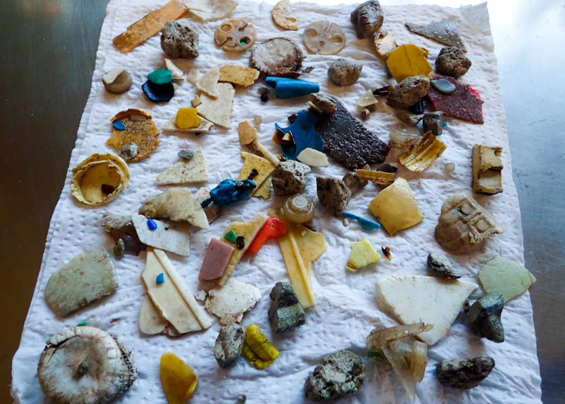 A collection of plastic shards found inside the seabirds studied.