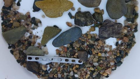 The plate was found among stones inside the crocodile's stomach.