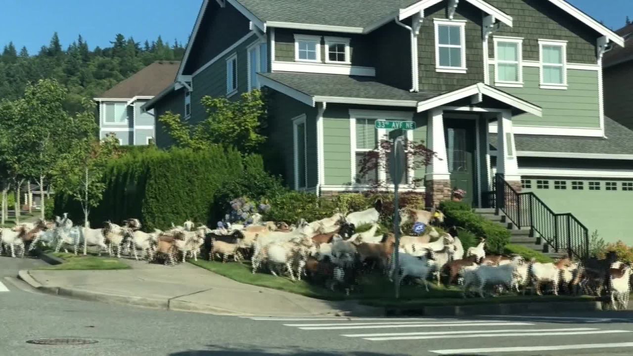 goats loose in the neighborhood screengrab