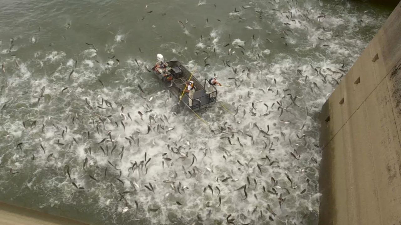 Asian carp leap after a "shocking" boat sends an electrical current through the water.