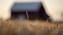 Wheat grows at a farm in Kirkland, Illinois, U.S., on Monday, July 15, 2019. A heat wave through most of the U.S. is expected to be supportive for grains futures at a time when an already-compromised crop due to an overly-wet planting season is in a fragile state. Photographer: Daniel Acker/Bloomberg via Getty Images