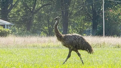 Have you seen this emu? It's been spotted in Chatham and Orange Counties in North Carolina.