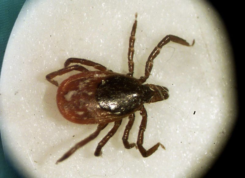 Rare tick-borne virus kills resident of New York | CNN Rare tick-borne virus kills resident of New York | CNN