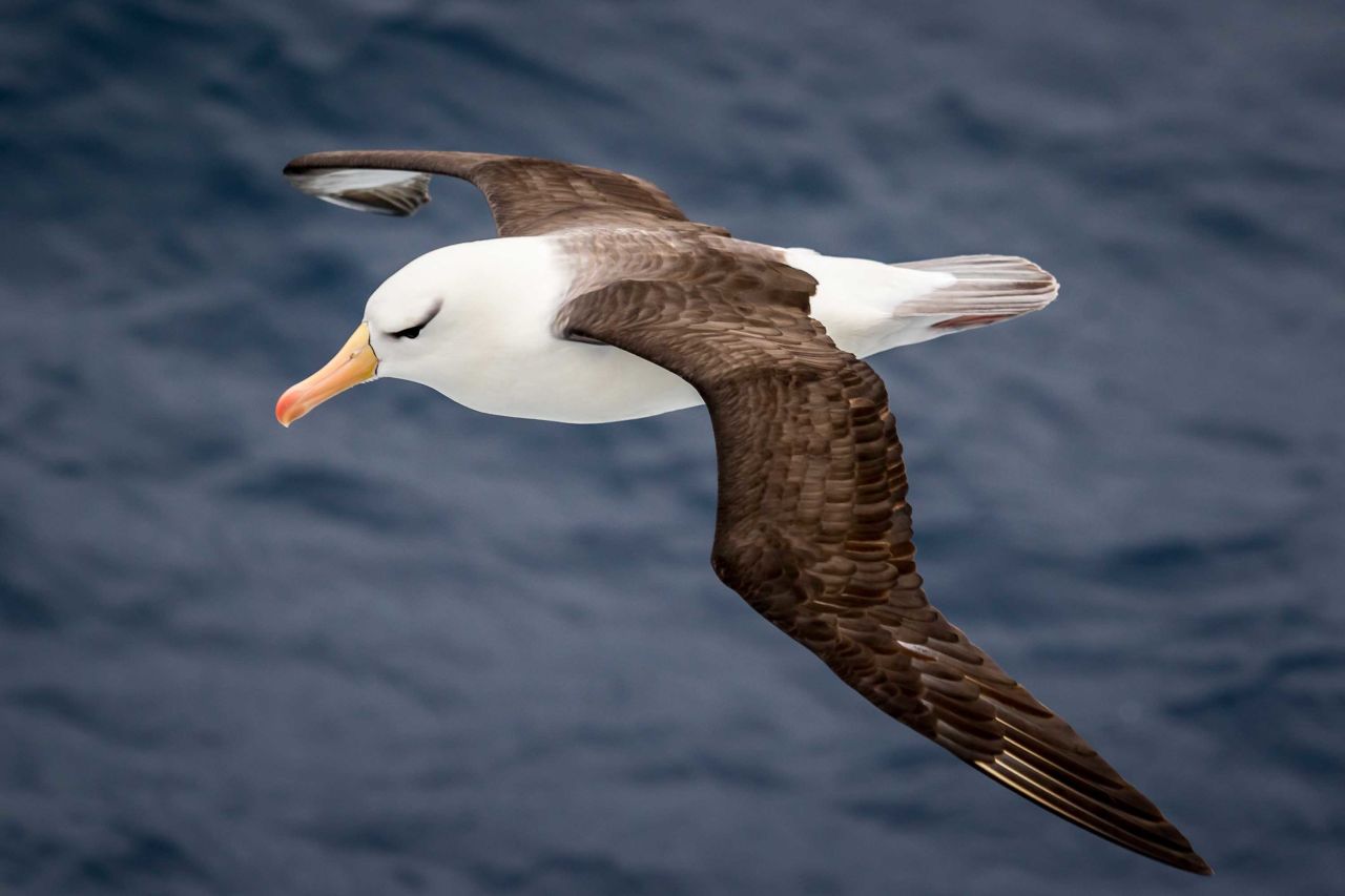 The airplane's flapping wing tips are inspired by the albatross. 