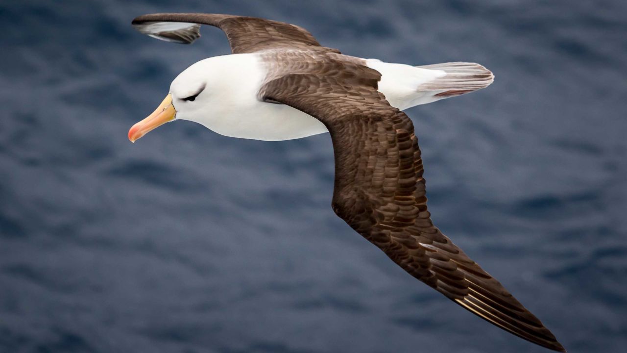The airplane's flapping wing tips are inspired by the albatross. 