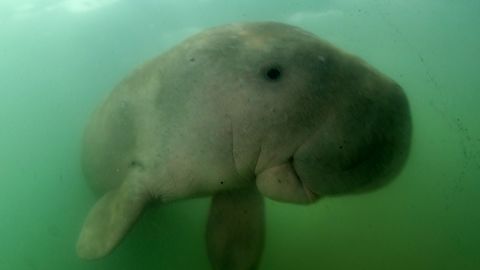 Marium, a baby dugong, was found without a mother in the ocean near the coast of Thailand.